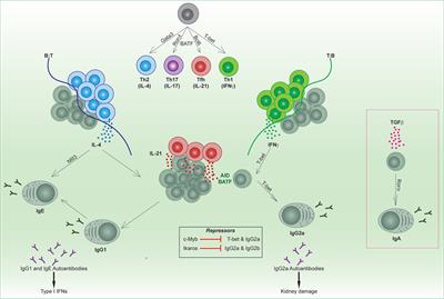 Tailoring Immune Responses toward Autoimmunity: Transcriptional Regulators That Drive the Creation and Collusion of Autoreactive Lymphocytes